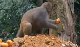 猴子的最新爆料视频大全,最新爆料视频大全揭秘幕后真相